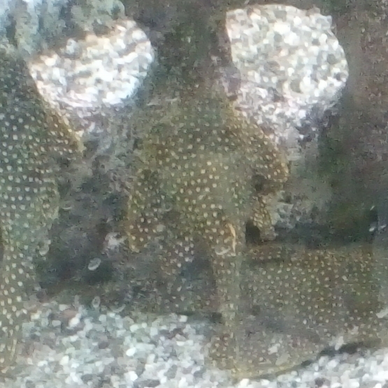 Image pour l'annonce Donne poisson de fond