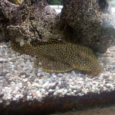 Image pour l'annonce Donne poisson de fond