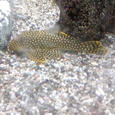 Image pour l'annonce Donne poisson de fond