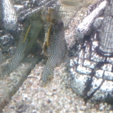 Image pour l'annonce Donne poisson de fond