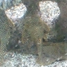 Image pour l'annonce Donne poisson de fond