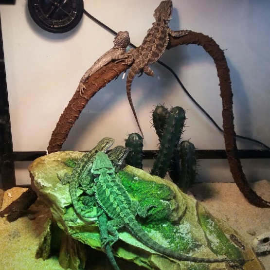 Image pour l'annonce Vend pogona vitticeps juvénils