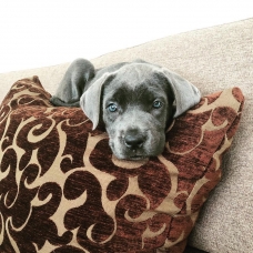 Image pour l'annonce Chiot CaneCorso âgé de 3 mois pour adoption