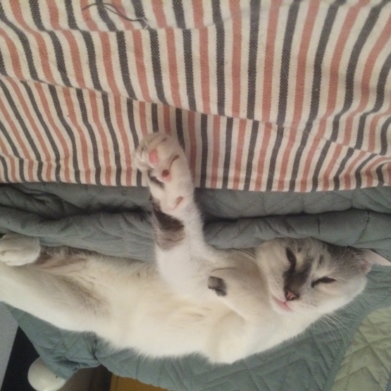 Image pour l'annonce Berlioz 3 ans cherche nouveau foyer
