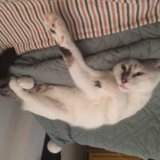 Image pour l'annonce Berlioz 3 ans cherche nouveau foyer