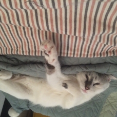 Image pour l'annonce Berlioz 3 ans cherche nouveau foyer