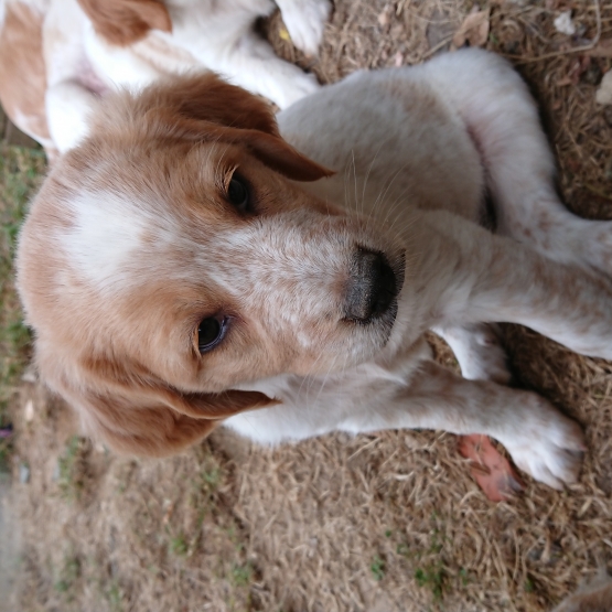 Image pour l'annonce Donne chiot croisé Golden retriever Épagneul