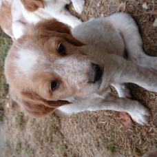 Image pour l'annonce Donne chiot croisé Golden retriever Épagneul
