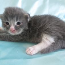 Image pour l'annonce Chatons Maine coon femelles