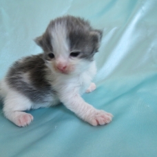 Image pour l'annonce Chatons Maine coon femelles