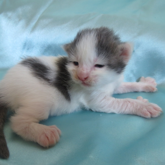 Image pour l'annonce Chatons Maine coon mâles