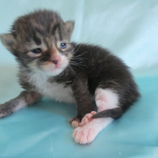 Image pour l'annonce Chatons Maine coon mâles
