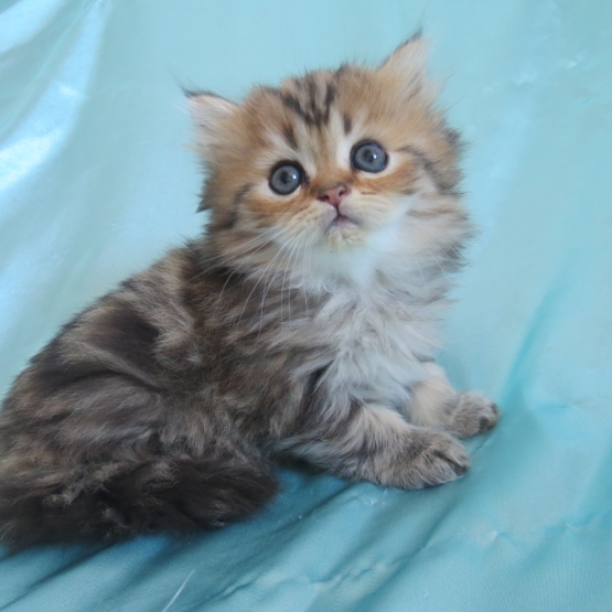 Image pour l'annonce Chaton mâle persan golden inscrit au loof