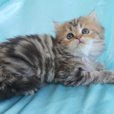 Image pour l'annonce Chaton mâle persan golden inscrit au loof