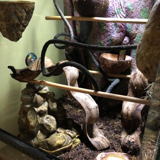 Image pour l'annonce Vends Gecko a crete et son terrarium