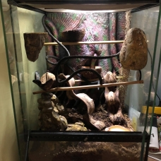 Image pour l'annonce Vends Gecko a crete et son terrarium