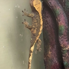 Image pour l'annonce Vends Gecko a crete et son terrarium