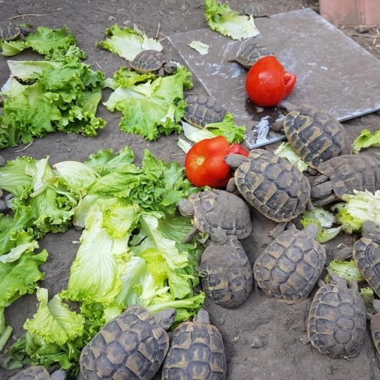 Image pour l'annonce Bb tortues hermann nées en captivité en 2017, 2016 et 2015.