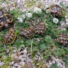 Image pour l'annonce Bb tortues hermann nées en captivité en 2017, 2016 et 2015.