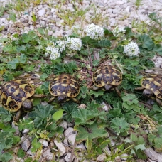 Image pour l'annonce Bb tortues hermann nées en captivité en 2017, 2016 et 2015.