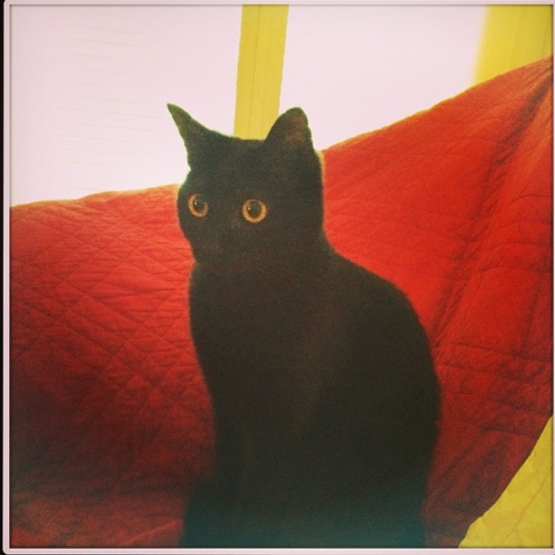 Image pour l'annonce Donne chatte