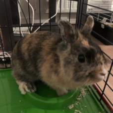 Image pour l'annonce Vends lapin extra nain avec cage