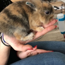 Image pour l'annonce Vends lapin extra nain avec cage