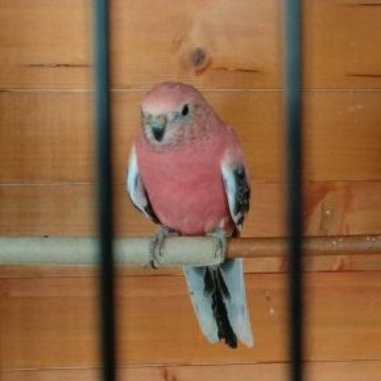Image pour l'annonce Recherche perruche de bourke mâle