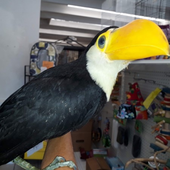Image pour l'annonce Toco Toucan Bebe oiseau