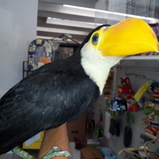 Image pour l'annonce Toco Toucan Bebe oiseau