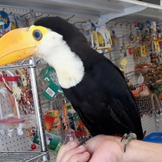 Image pour l'annonce Toco Toucan Bebe oiseau