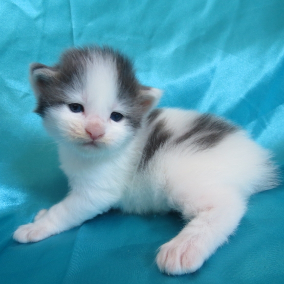 Image pour l'annonce Superbes Chatons Maine coon