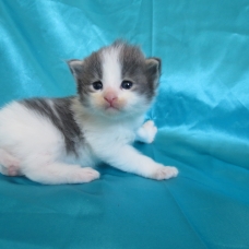 Image pour l'annonce Superbes Chatons Maine coon
