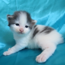 Image pour l'annonce Superbes Chatons Maine coon