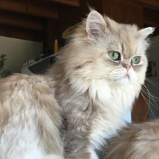 Image pour l'annonce Adorable Mâle persan LOOF