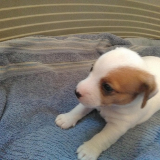Image pour l'annonce VENDS CHIOTS JACK RUSSEL LOF