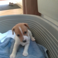 Image pour l'annonce VENDS CHIOTS JACK RUSSEL LOF