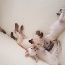 Image pour l'annonce Chatons siamois balinais