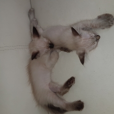 Image pour l'annonce Chatons siamois balinais