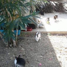 Image pour l'annonce Petits lapins nains