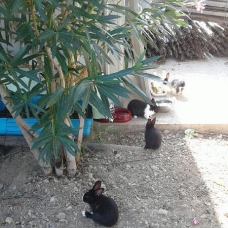 Image pour l'annonce Petits lapins nains