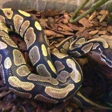 Image pour l'annonce Python a vendre