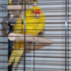 Image pour l'annonce Kakariki + cage