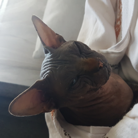 Image pour l'annonce Donne Sphynx LOOF Mâle (à passionné)