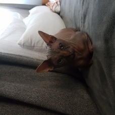 Image pour l'annonce Donne Sphynx LOOF Mâle (à passionné)