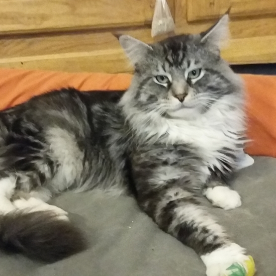 Image pour l'annonce Saillie maine coon
