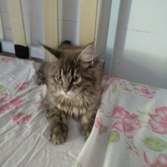 Image pour l'annonce Vends magnifiques chatons femelles maine coon non loof