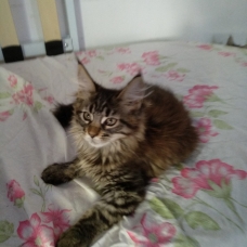 Image pour l'annonce Vends magnifiques chatons femelles maine coon non loof