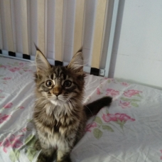 Image pour l'annonce Vends magnifiques chatons femelles maine coon non loof