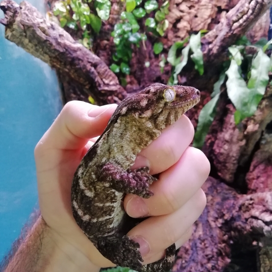 Image pour l'annonce Vends gecko Rhacodactylus laechianus